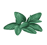 Salbei